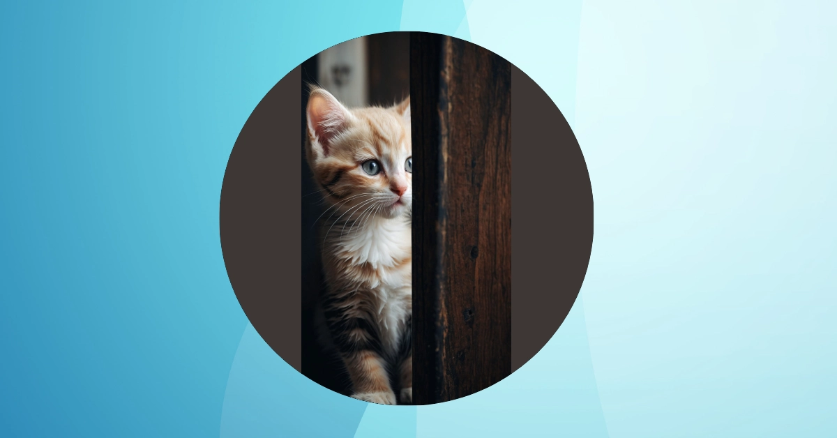 Cat-tastic Inspirations: 11 Aesthetic Kitten Wallpapers You’ll Adore