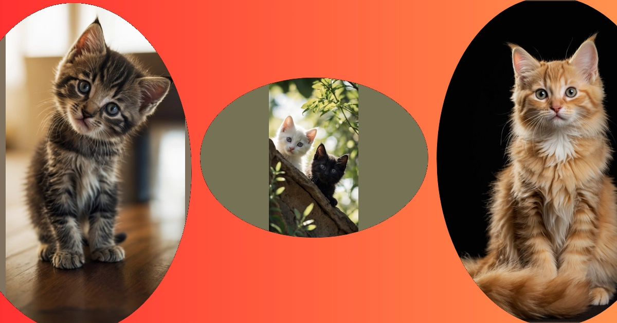 Majestic Meows: 11 Kitten Wallpaper Ideas for Every Cat Lover